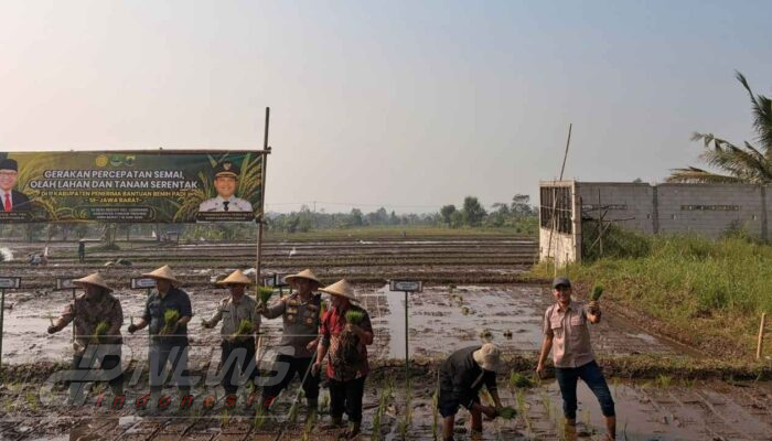 Tanam Padi Serentak di Cianjur, Desa Benjot Jadi Simbol Penguatan Swasembada Pangan 2026