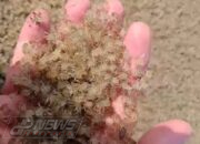 Fenomena Langka di Pantai Cemara Cianjur, Jutaan Kepiting Bermigrasi dan Viral di Media Sosial