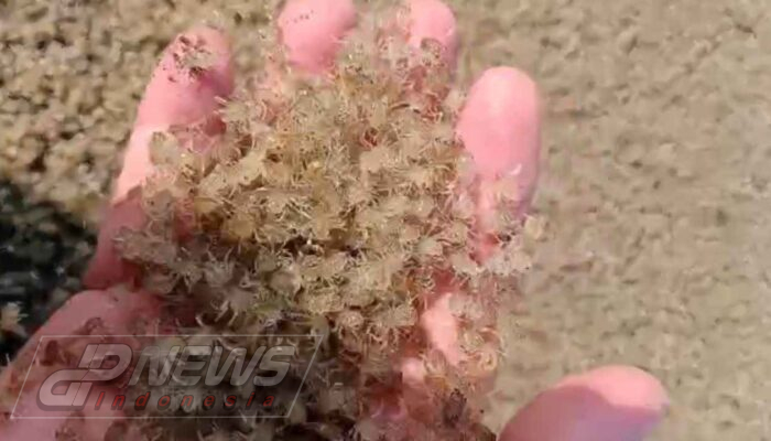 Fenomena Langka di Pantai Cemara Cianjur, Jutaan Kepiting Bermigrasi dan Viral di Media Sosial