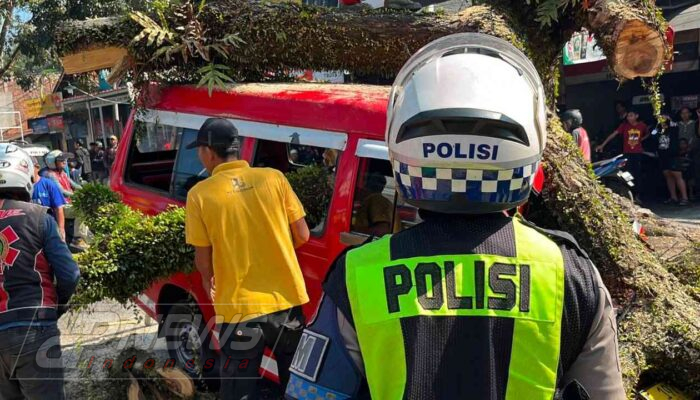 Pohon Mahoni Tumbang Timpa Tiga Kendaraan di Jalur Cianjur–Bandung, Empat Orang Luka Ringan