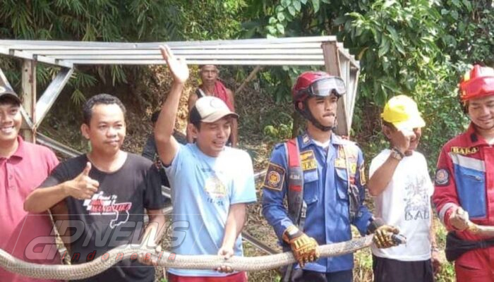 Dua Ular King Cobra Muncul di Desa Singajaya Jonggol, Warga Panik Minta Bantuan Damkar