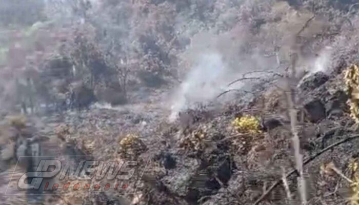 Kebakaran Taman Nasional Gunung Gede Pangrango Meluas, Petugas Masih Berjibaku Padamkan Api