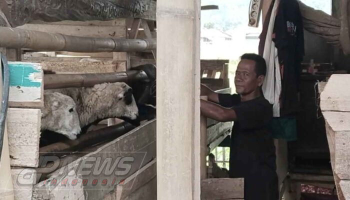 Tiga Tahun Tinggal di Kandang Domba, Kakek Ayi Menanti Rumah Layak di Cianjur