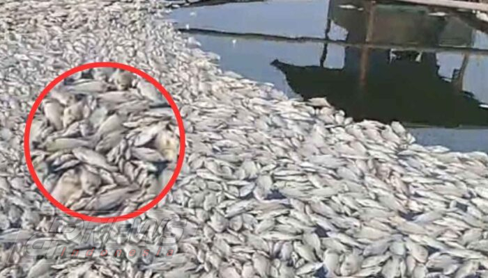 Upwelling Picu Ribuan Ikan Mati di Jangari Cianjur, Petani Keluhkan Kerugian hingga Ratusan Juta