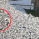 Upwelling Picu Ribuan Ikan Mati di Jangari Cianjur, Petani Keluhkan Kerugian hingga Ratusan Juta