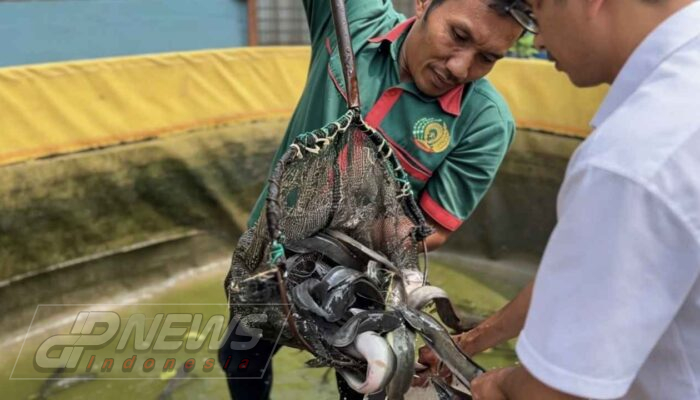 Lapas Cianjur Panen Raya Lele, Perkuat Kemandirian Warga Binaan dan Ketahanan Pangan