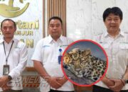 Perhutani Cianjur Belum Pastikan Asal Macan Tutul yang Ditemukan di Cibinong