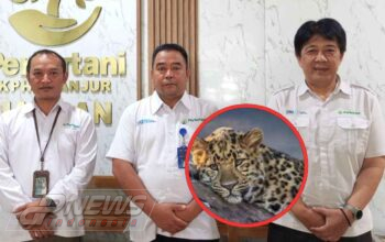 Perhutani Cianjur Belum Pastikan Asal Macan Tutul yang Ditemukan di Cibinong