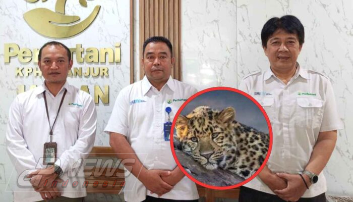 Perhutani Cianjur Belum Pastikan Asal Macan Tutul yang Ditemukan di Cibinong