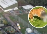Pengunjung Tewas Diterkam Harimau Usai Masuk Kandang di Yorkshire Wildlife Park, Inggris